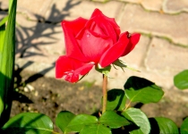 Красная роза_lena_voronova